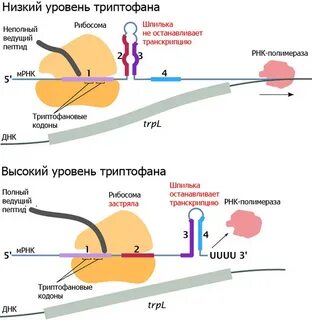 Аттенюация