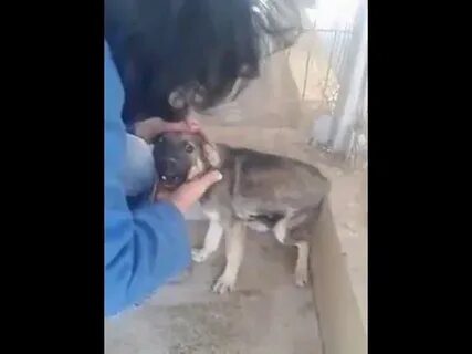 Жестокость собак и женщин