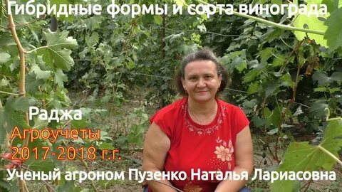 Виноград ученый