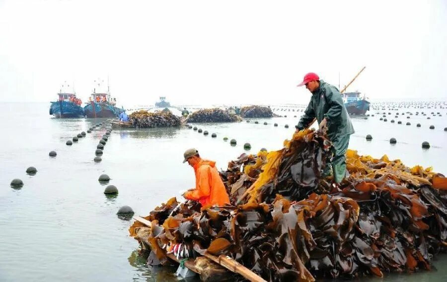 Морская капуста ламинария добыча. Добыча морской капусты в Японии. Дергаль водорослей профессия. Дергаль профессия. Сухопутный и водный промысел