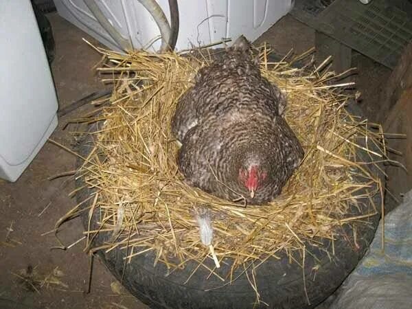 Можно ли курам подкладывать яйца. Наседка курица высиживает яйца. Гнездо для наседки. Гнездо для квочки. Гнездо для наседки курице.