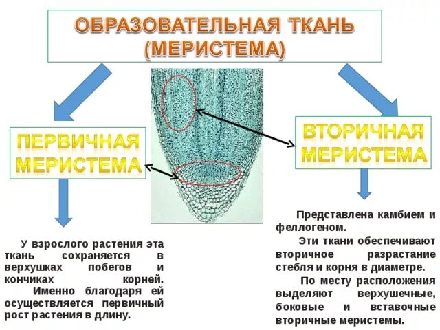 Меристема рост в длину. Образовательная ткань растений меристема. Образовательная ткань растений схема. Первичные меристемы строение. Первичные и вторичные меристемы.