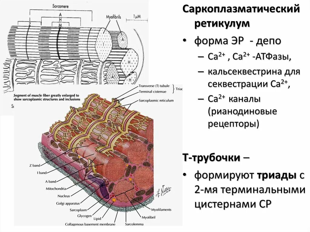 Цистерны саркоплазматического ретикулума