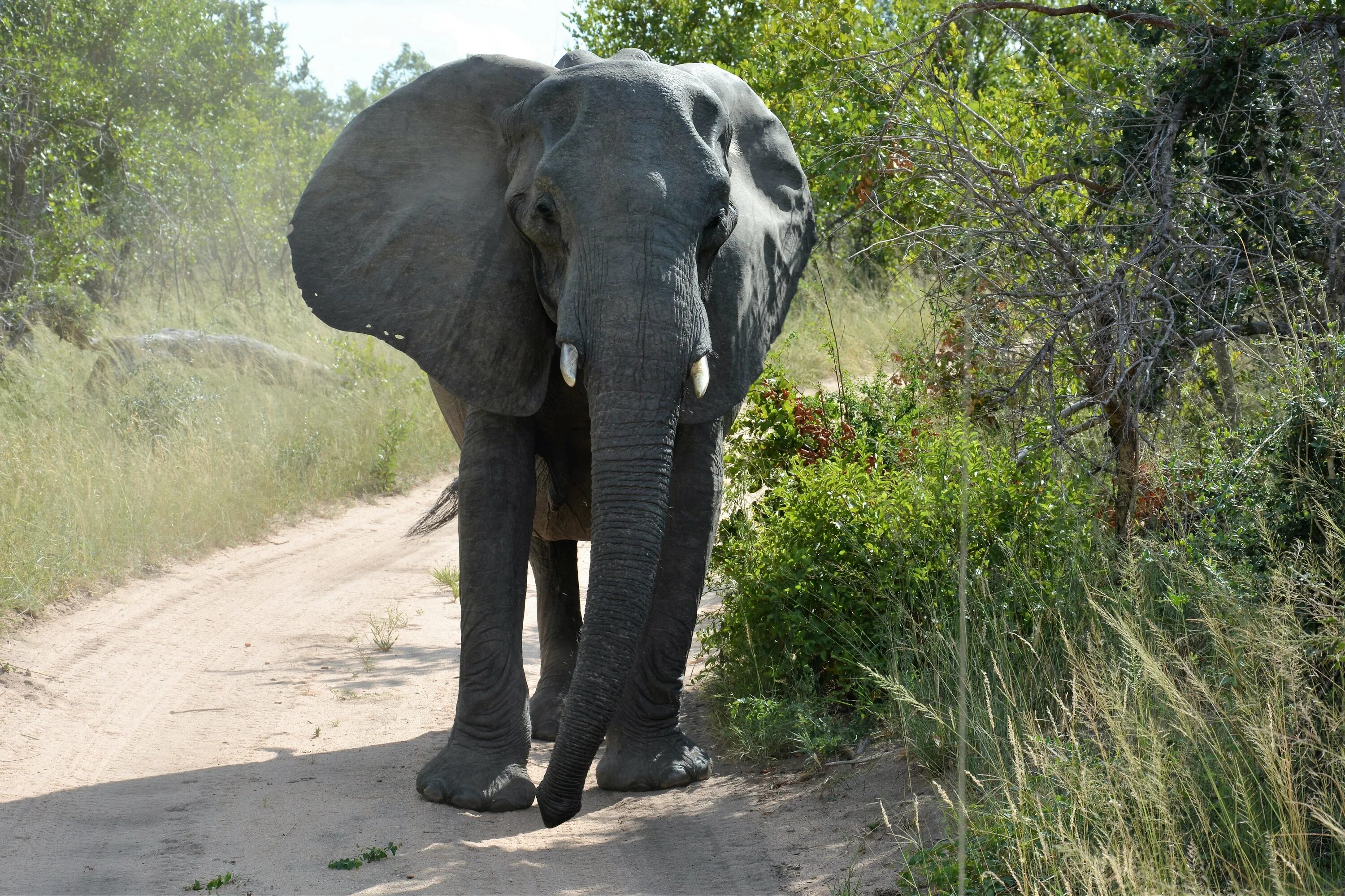 Elephants walking. Африканские слоны. Слон фото. Индийский слон. Черный слон.