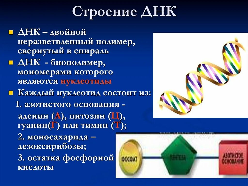 Мономерами молекул нуклеиновых кислот. Строение ДНК биология. Строение ДНК И РНК 9 класс биология. Строение молекулы ДНК И РНК. Рибонуклеиновая кислота ДНК.