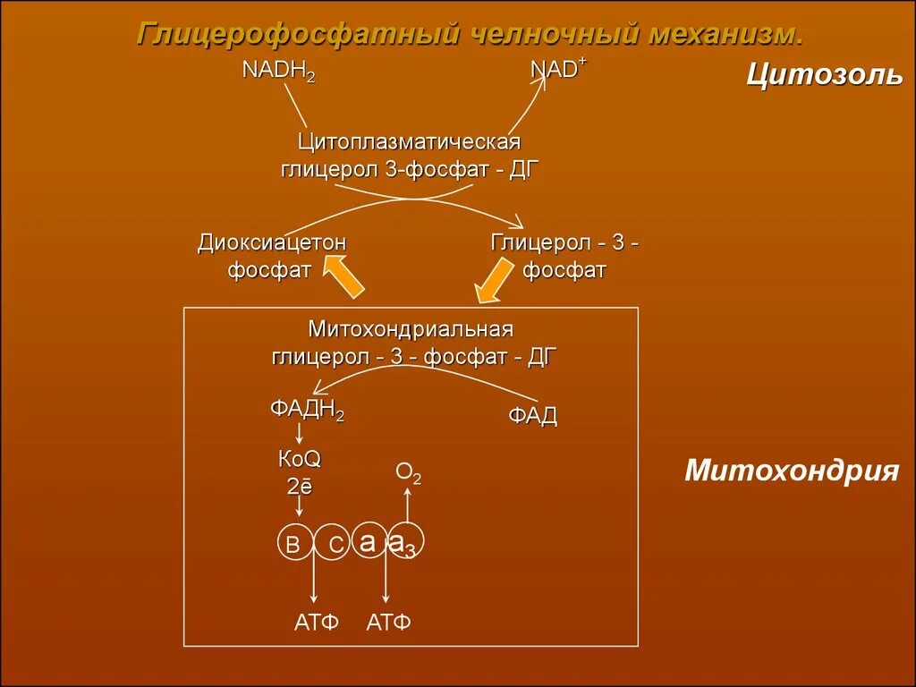 Диоксиацетон в глицерол 3 фосфат. Окисление углеводов. Аэробное окисление углеводов. Диоксиацетон биологическая роль. Аэробное окисление веществ