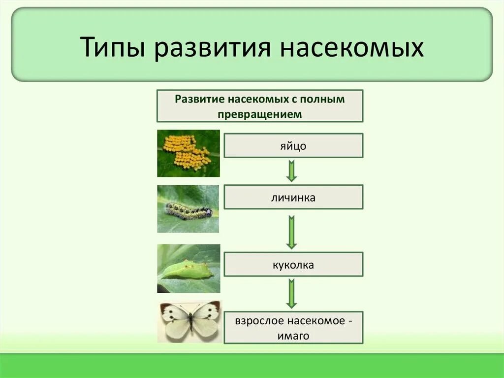 Типы развития насекомых схема. Типы развития насекомых 7 класс биология. Таблица по биологии 7 класс на тему типы развития насекомых. Развитие с полным превращением отряд насекомых.