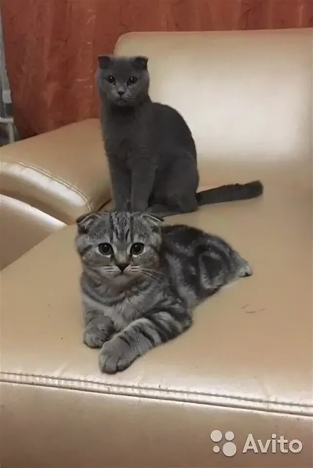 Авито березники кошки. Авито березники кошки. Котята британские плюшевые. Авито березники кошки. Авито березники кошки.