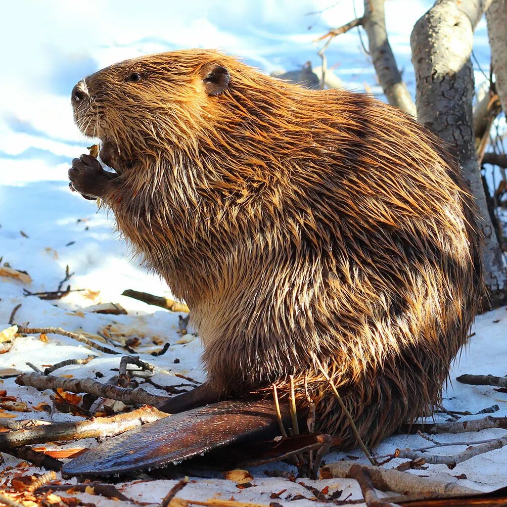 Канадский Бобр (Castor canadensis). Западносибирский обыкновенный Бобр. Западносибирский Речной Бобр. Бобр (Castor Fiber Linnaeus, 1758).