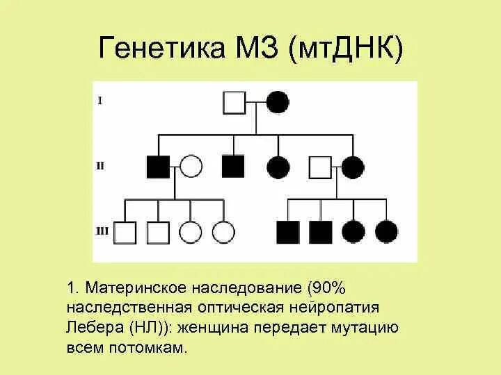 Синдром лебера тип наследования. Митохондриальный тип наследования. наследственная атрофия зрительного нерва лебера. наследственная нейропатия лебера.