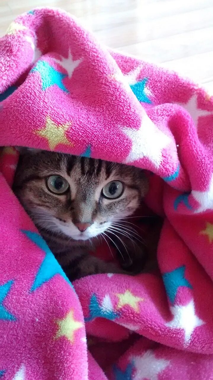 Кот под одеялом. Кот в одеяле. кот в пледе. котик в одеялке.
