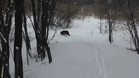 Волки в саратовской