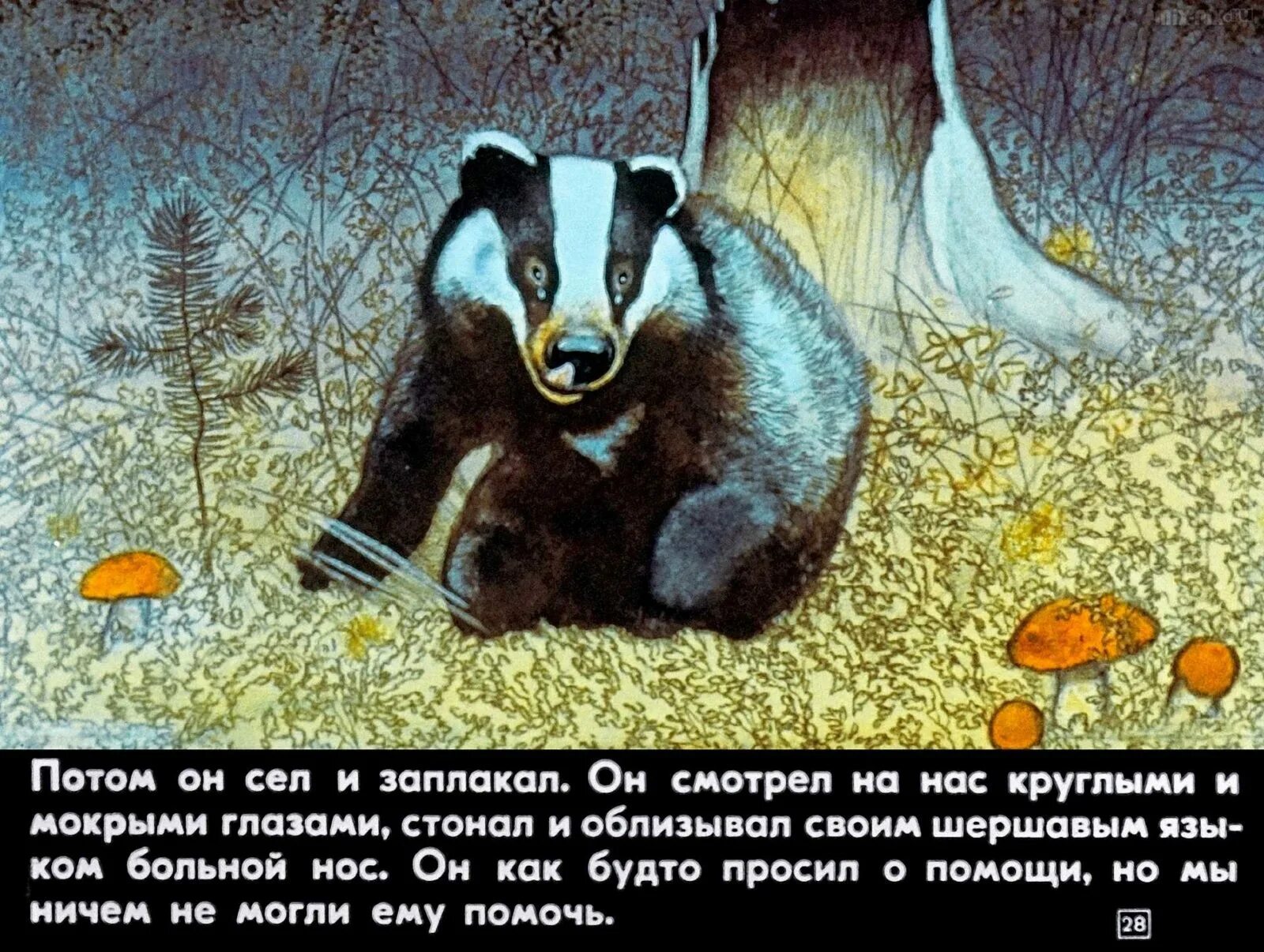 Идея произведения барсучий нос. Барсук Паустовский. Паустовский барсук барсучий нос. Нос барсука Паустовский.