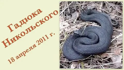 Песня гадюка