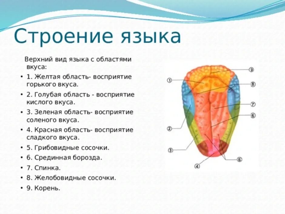 Части языка человека. Язык строение и функции анатомия. Внутренне строение языка анатомия. Строение языка рисунок с обозначениями.