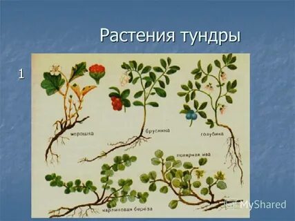 Растения тундры 5 класс