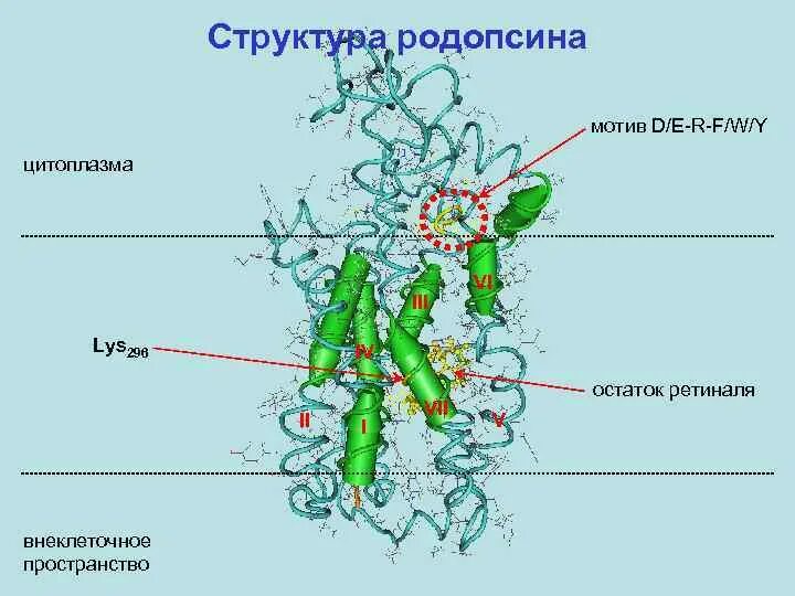 Содержат пигмент родопсин. Родопсин структура. Родопсин строение. Родопсин состав. Структура молекулы родопсина.