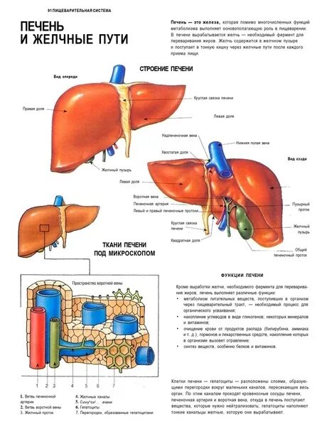 Печень человека расположение в картинках презентация What does Liver Do YouTube