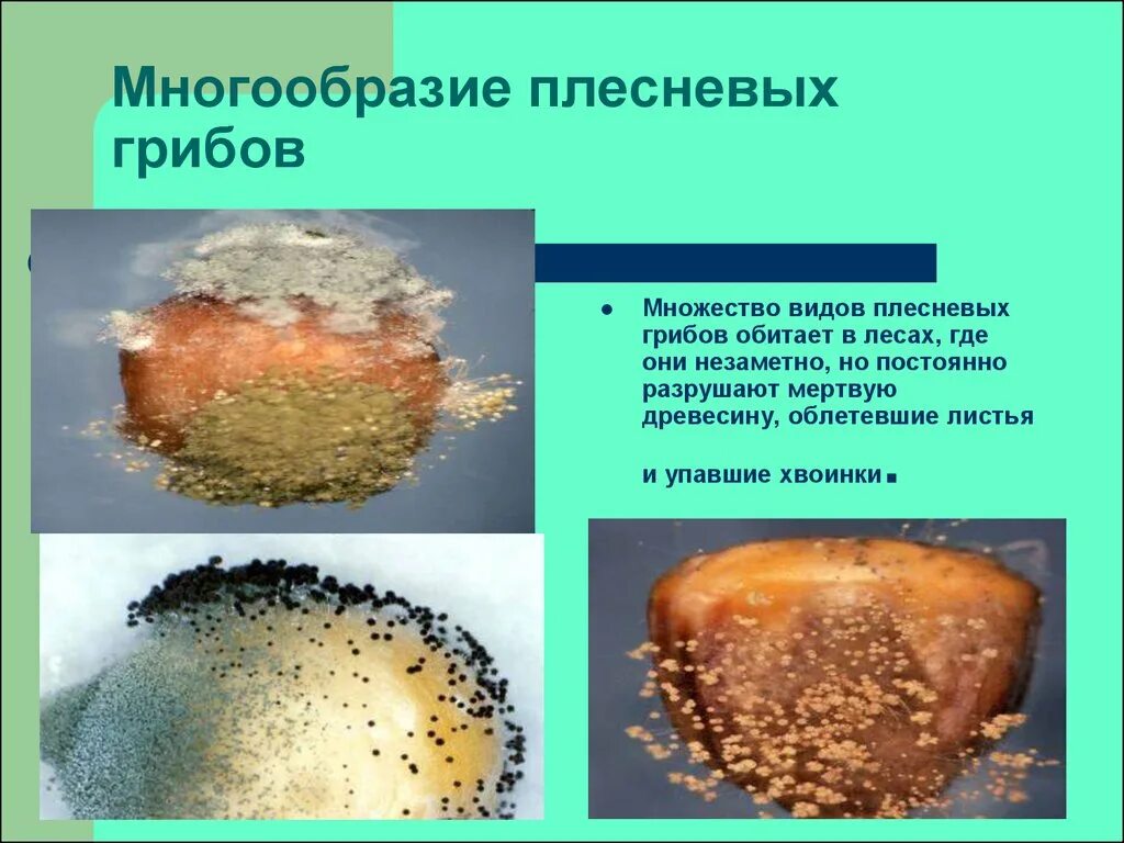 Плесневелые грибы примеры. Плесневые грибы 6 класс биология. Многообразие плесневых грибов. Форма плесневых грибов. Полезные плесневые грибы названия.