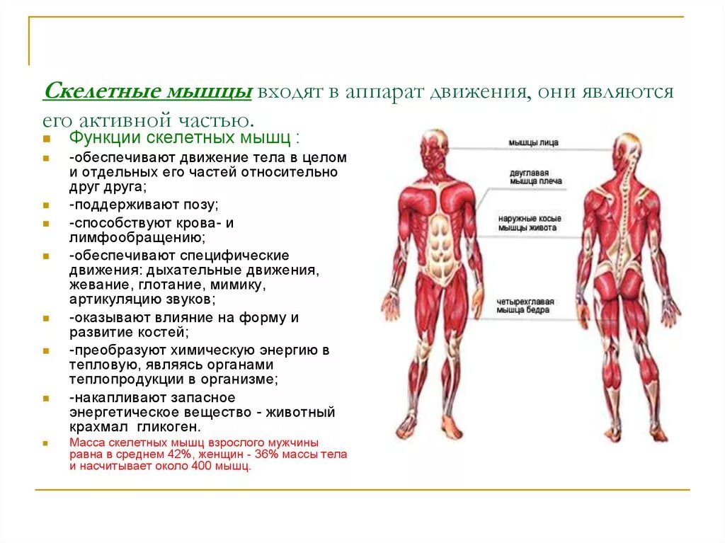 Назовите функции мышц