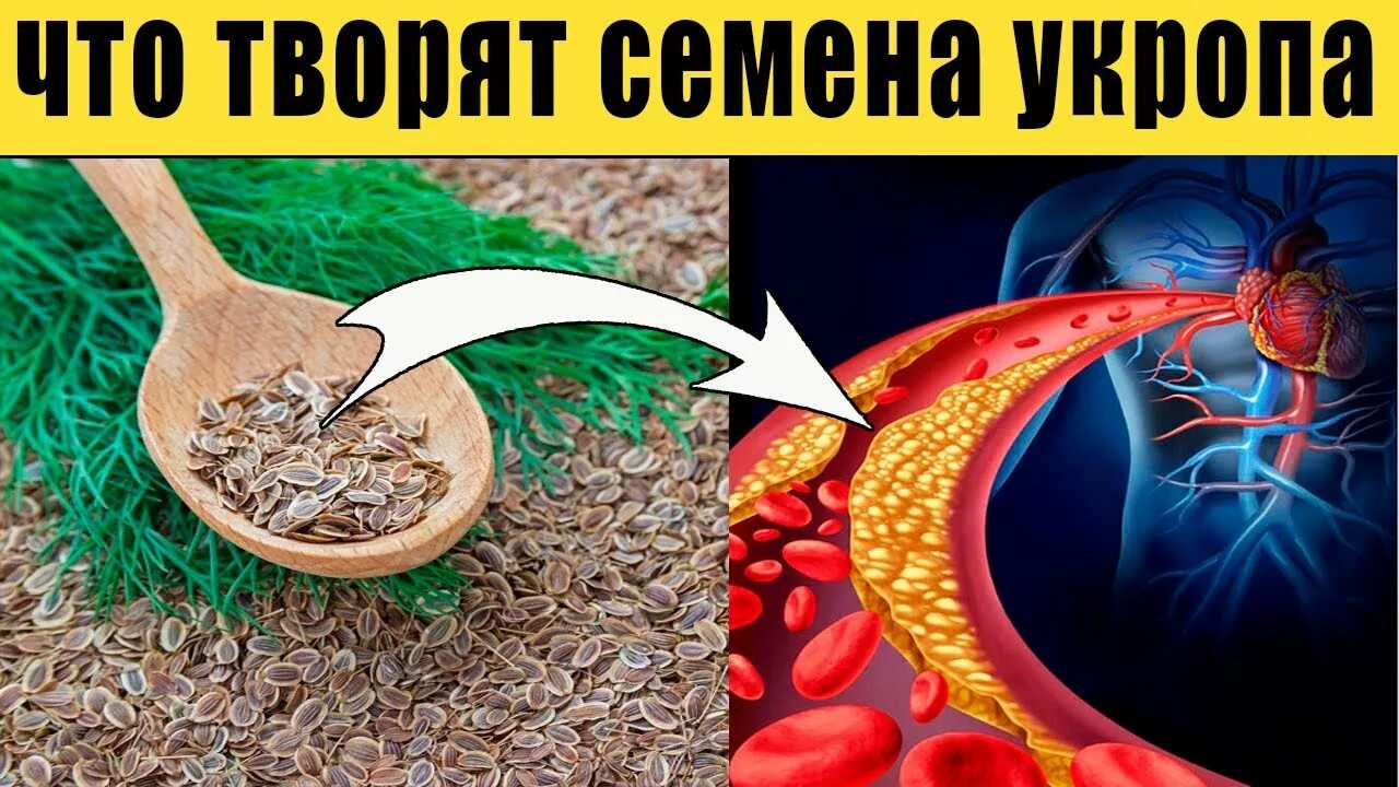 Семя укропа польза для здоровья. Семена укропа для похудения. Семена укропа лечебные для глаз. Как заваривать семена укропа для похудения. Польза укропных семечек.