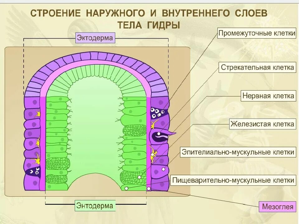 2 слоя клеток кишечнополостных. Строение наружного и внутреннего слоев тела гидры. строение внутреннего слоя клеток эктодермы гидры. строение наружного слоя клеток эктодерма. строение наружного слоя клеток гидры.