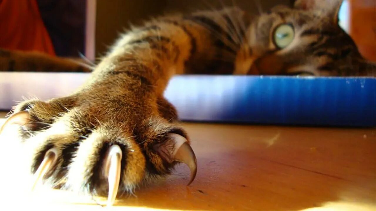 Почему коты выпускают когти. Кошачий коготь. лапа кота с когтями. кошка царапает. кот выпускает когти.