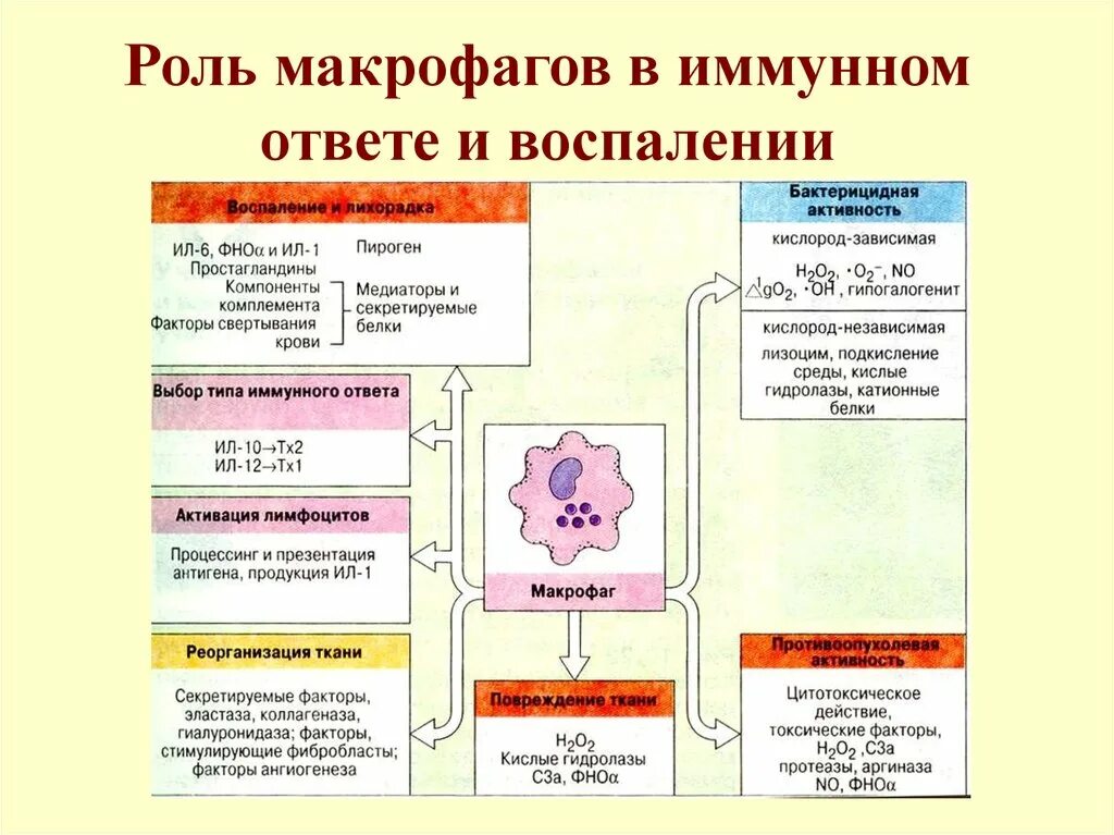 Функции макрофагов в процессе иммунного ответа. Макрофаги функции в иммунном ответе. Функция макрофагов в иммунных реакциях. Функции макрофагов в иммунитете. В очаге острого воспаления нейтрофилы секретируют