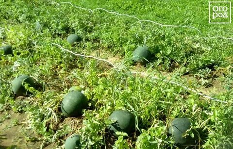 Расстояние посадки арбуза в грунт