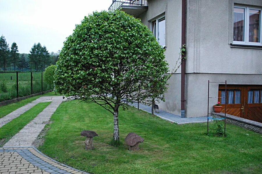 Какое дерево посадить возле дома для благополучия. Липа мелколистная на штамбе. Липа мелколистная Грин Глоб. Липа мелколистная формованная. Липа мелколистная 'Green Globe'.