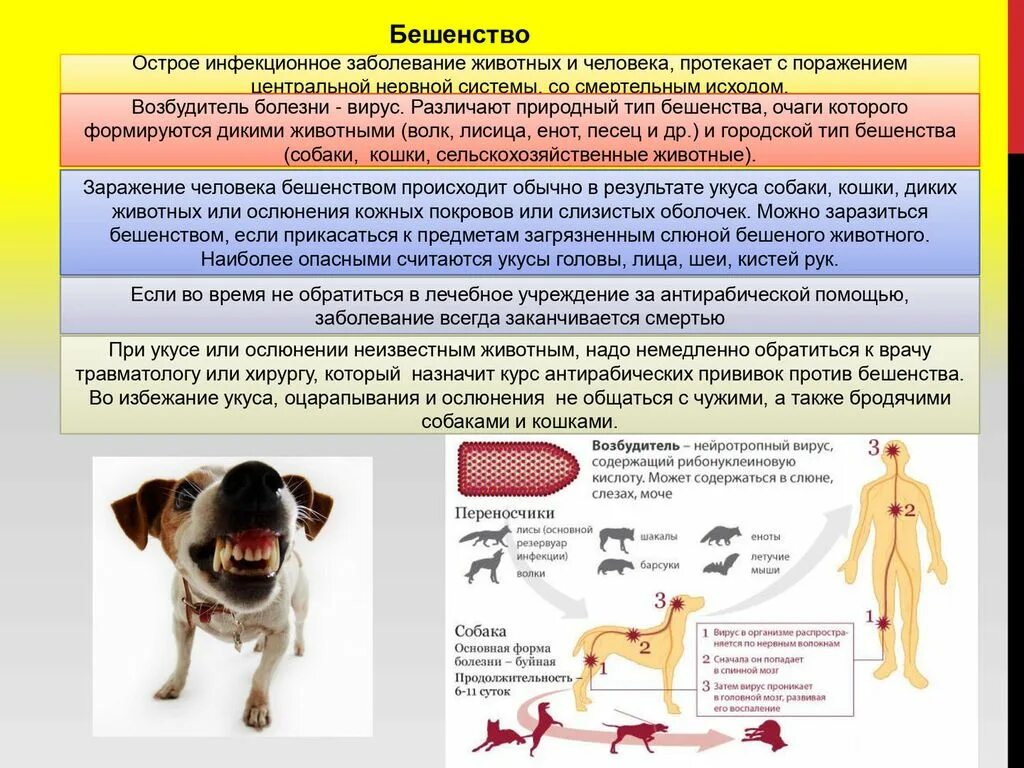 Какие заболевания животных наиболее опасны. Инфекционные болезни животных. Заразные болезни животных. Инфекционные заболеванияж животных. Болезни инфекционных болезней животных.