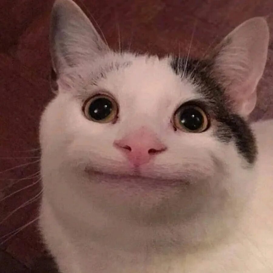 Мемный белый кот