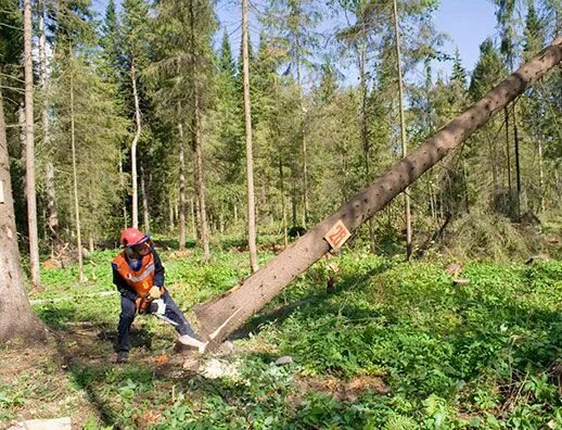 Санитарная рубка леса. Выборочная вырубка леса. Выборочные рубки. Добровольно-выборочные рубки. Сплошные выборочные рубки