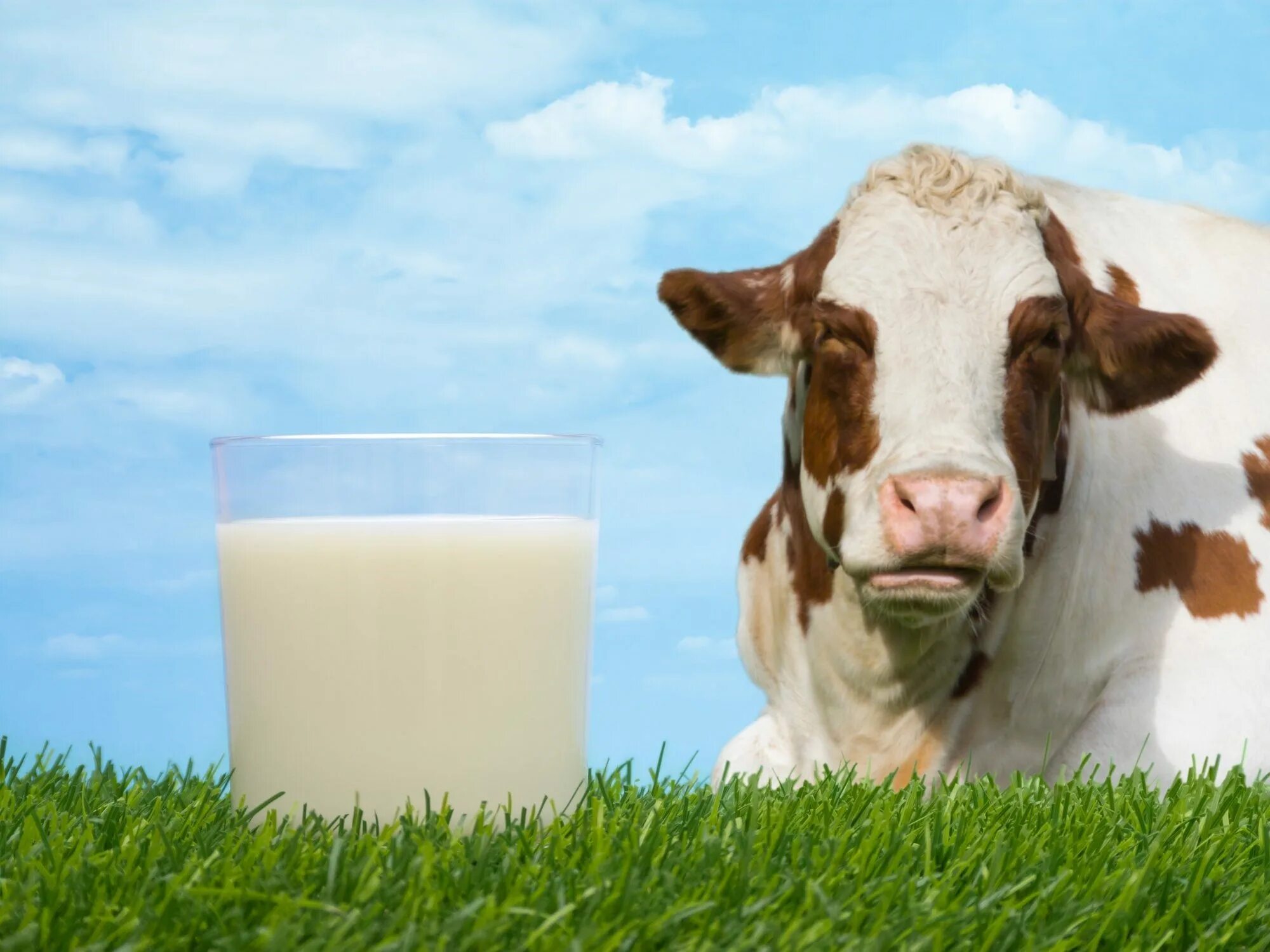 Молоко полученное от коровы 5. Молоко. Коровье молоко. Корова и молочные продукты. Молочная продукция с коровой.