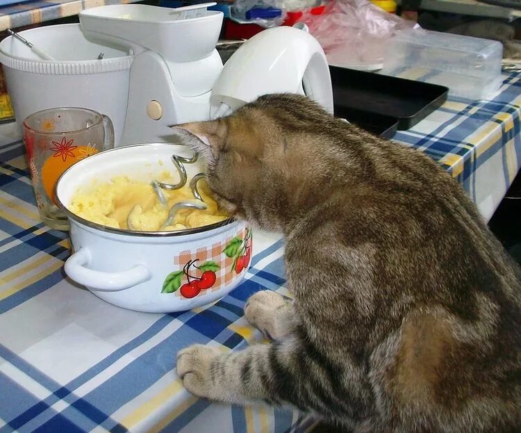 котенок готовит. кошка в кастрюле. кот готовит. кот готовит. котик с едой.