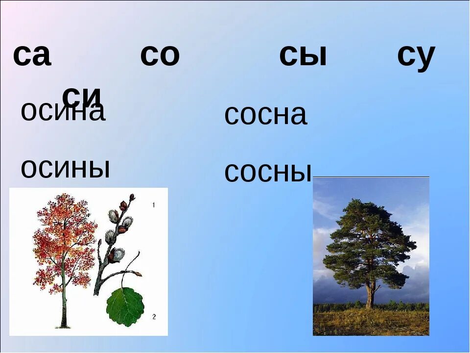 Осина звуковая схема. Осина и сосна. Осина это хвойное. Сосна звуковая схема.