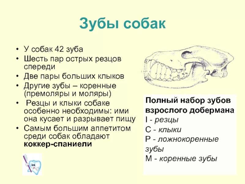 Какие зубы есть у животных