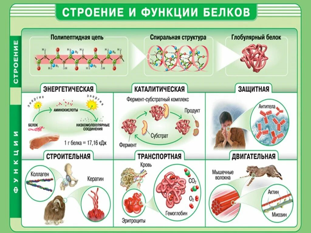 Белки механическая функция. Строение белков функции белков таблица. Белки структура и функции белков. Функции белков и структуры белков. Строение белков, структуры и функции.