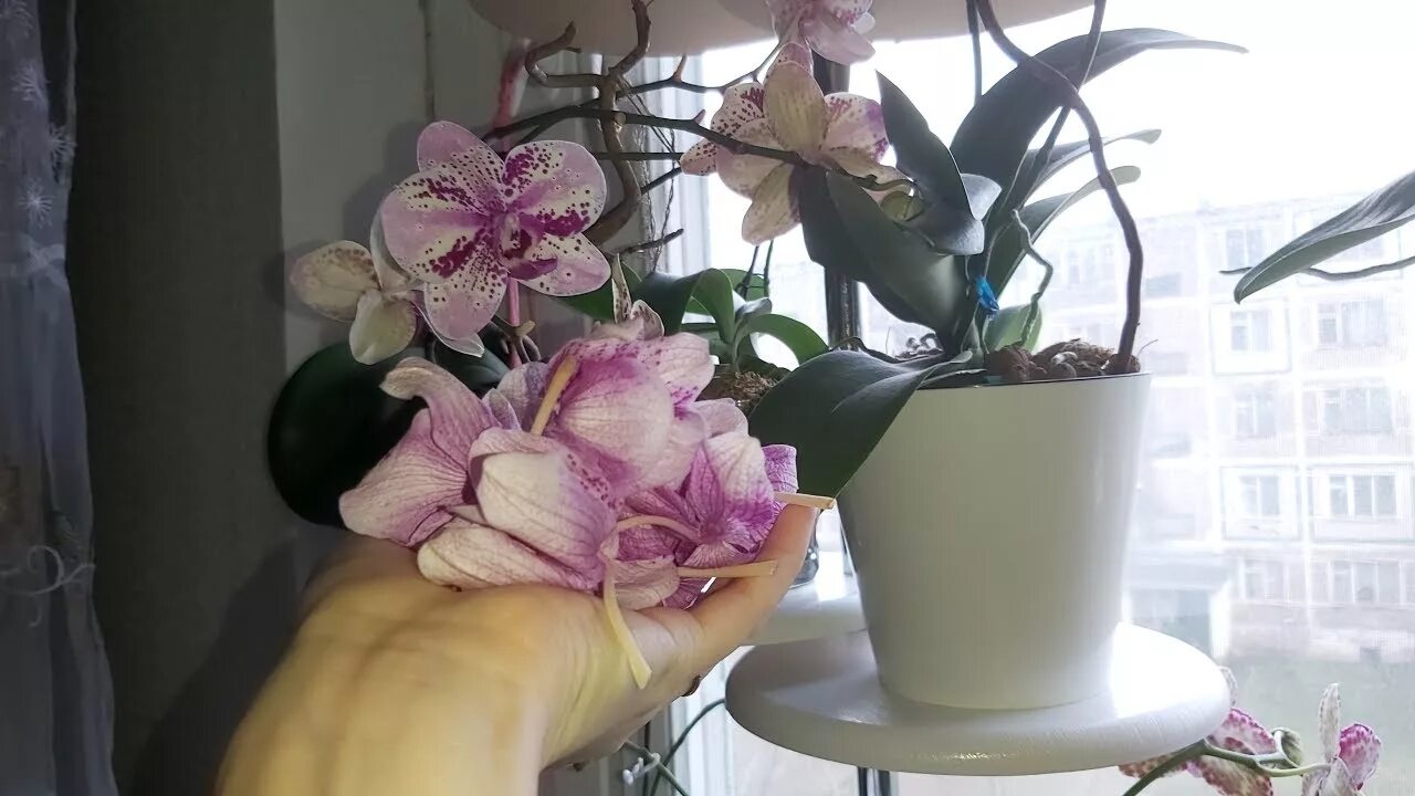 Жалко цветы. Уютные орхидеи. Уютные орхидеи и не только.