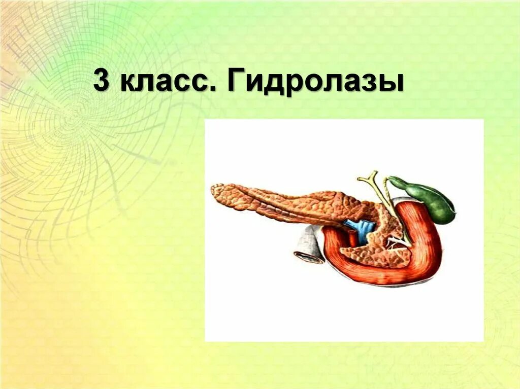 Гидролазы ферменты. 3 Класс гидролазы. Подклассы гидролаз. Гидролазы примеры ферментов. Класс гидролаз