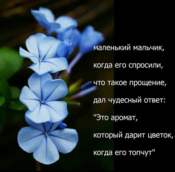 Чудесный ответить. Смешной ответ на заморочки. Прощение это определение. Прощение это аромат. Чудесный ответить.