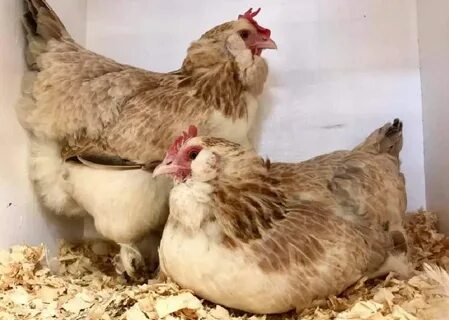 Куры на мясо и яйцо породы