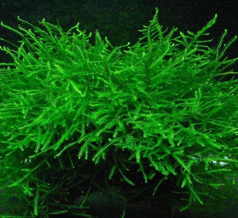 Яванский мох taxiphyllum. Риччия акваскейп. Мох камень аквариум. Яванский мох на коряге. Мох камень аквариум.