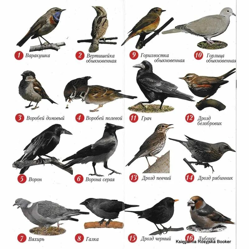 Определитель лесных птиц средней полосы России. Птицы Подмосковья. Птицы Подмосковья с названиями. Птицы средней полосероссии.