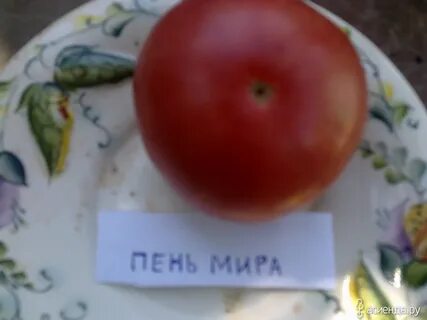 Томат пень характеристика и описание сорта фото