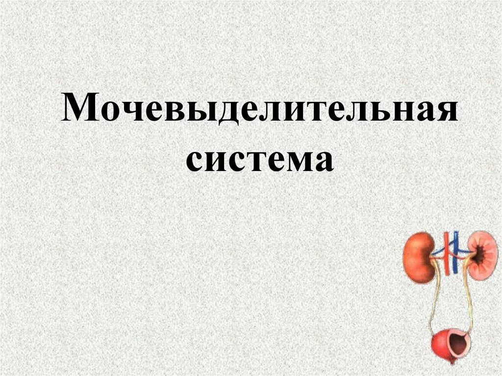 Мочевыделительная система. Мочевыделительная система презентация. Гигиена мочевыделительной системы. Гигиена выделительной системы. Мочевыделительная система презентация 9 класс