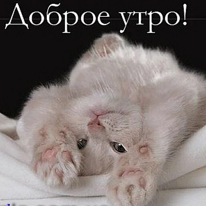 Пин от пользователя Марина Федотова на доске котики Смешные котята, Котята, Милы