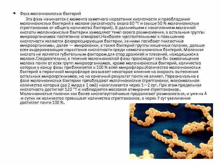 Молочнокислые бактерии при какой температуре. Молочно кислые бактерии. Молочнокислый стрептококк. Молочнокислые бактерии сообщение. Особенности молочнокислых микроорганизмов.