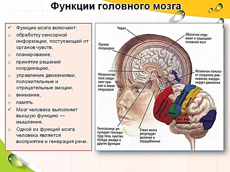 Какова роль мозга. Структура головного мозга и функции. Головной мозг строение и функции. Отделы головного мозга структуры отделов функции. Функции основных отделов головного мозга.