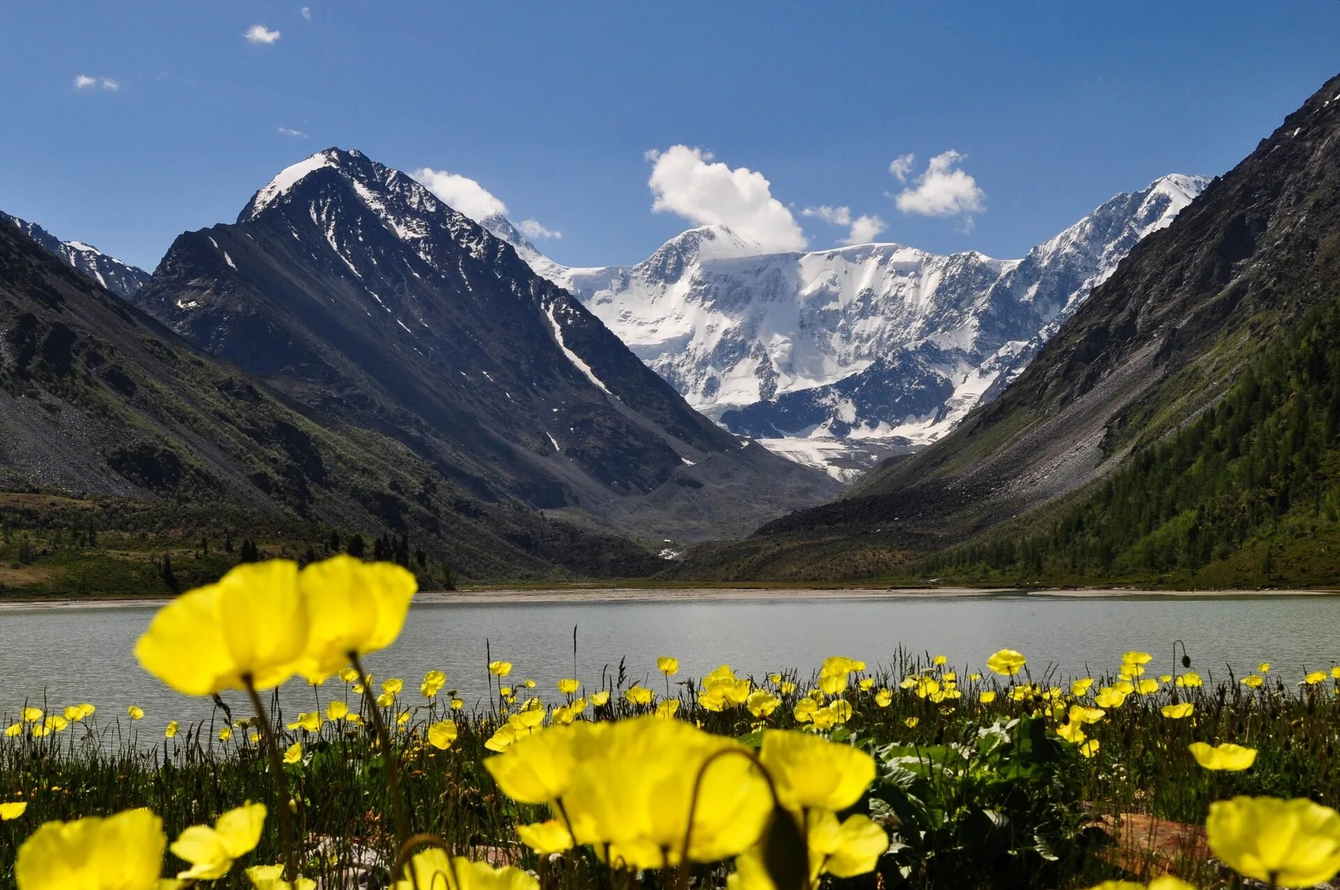 Белуха горный Алтай. Гора Белуха, горный Алтай. Гора Белуха горный Алтай Цветущий. Алтай цветы гора Белуха.